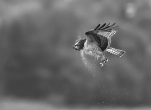 745 Fotograf  Jimmy Leen Friis  -  Eagle  Diplom Fauna